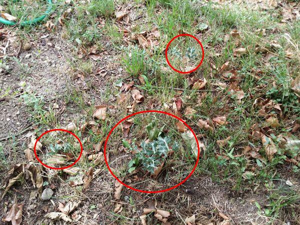 repousse du ch�ne vert